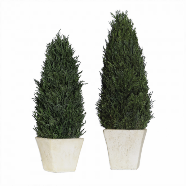 CYPRESS CONE