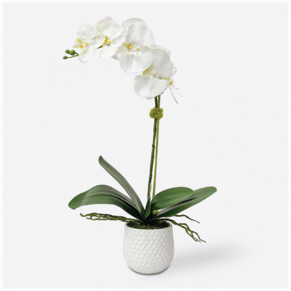 CAMI ORCHID