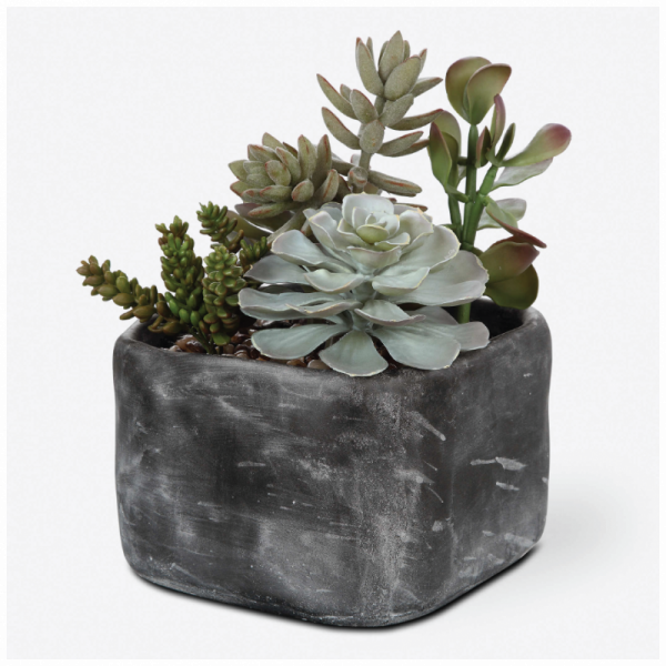 ALVERIO SUCCULENTS