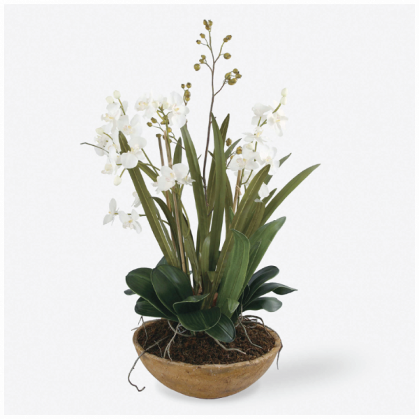 MOTH ORCHID