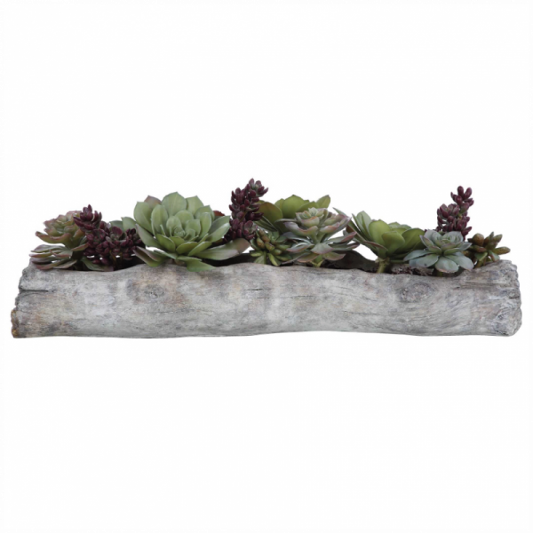 CHARITA SUCCULENTS
